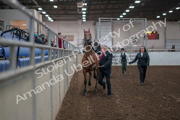 2019 Morgan Horse Show - Aug 31, 2019 - 00863