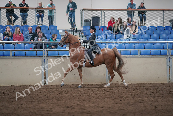 2019 Morgan Horse Show - Aug 31, 2019 - 20655