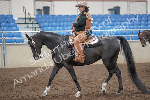 2019 Morgan Horse Show - Aug 31, 2019 - 06022