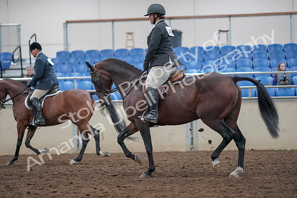 2019 Morgan Horse Show - Aug 31, 2019 - 14726