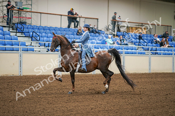 2020 - AB Morgan Horse - Fri, Sept 04 - 04852