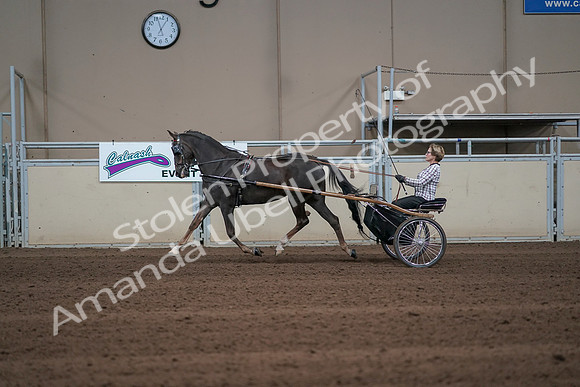 2019 Morgan Horse Show - Sept 01, 2019 - 05919