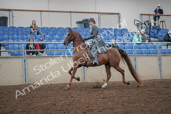2019 Morgan Horse Show - Aug 30, 2019 - 15356
