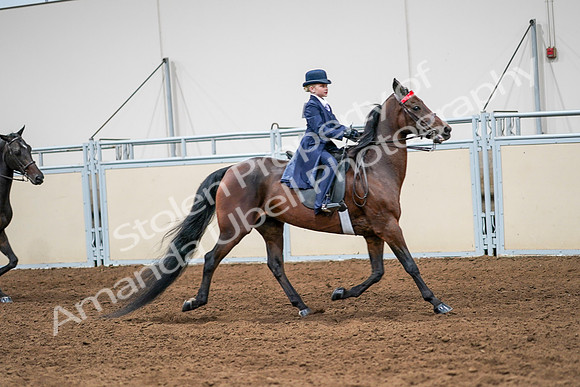 2020 - AB Morgan Horse - Sun, Sept 06 - 08026