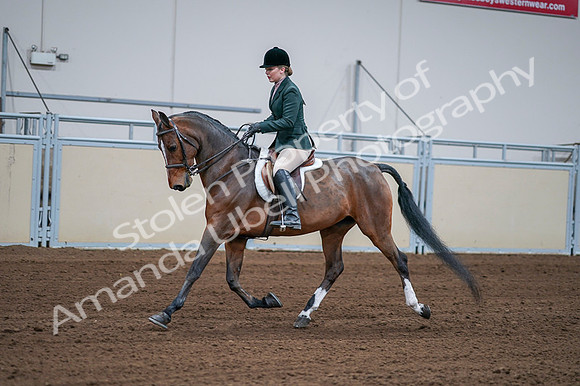 2020 - AB Morgan Horse - Fri, Sept 04 - 01702
