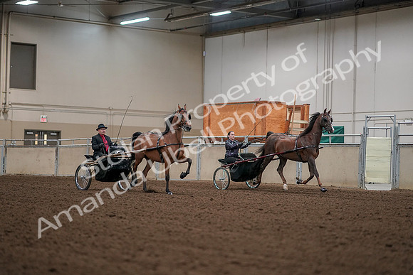 2019 Morgan Horse Show - Aug 30, 2019 - 13384