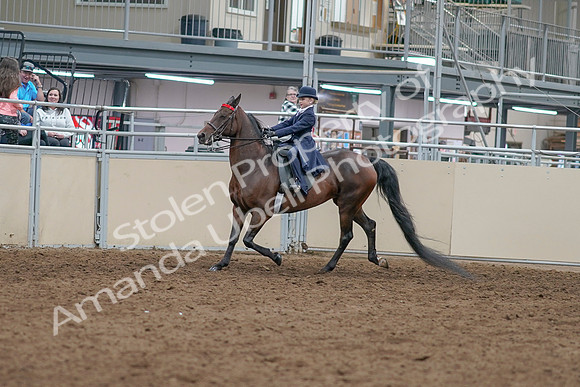 2020 - AB Morgan Horse - Sat, Sept 05 - 04749