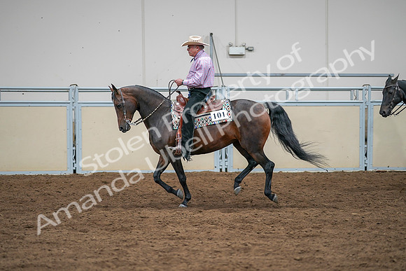 2020 - AB Morgan Horse - Sat, Sept 05 - 05654