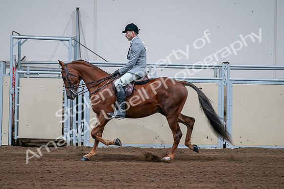 2020 - AB Morgan Horse - Fri, Sept 04 - 01620