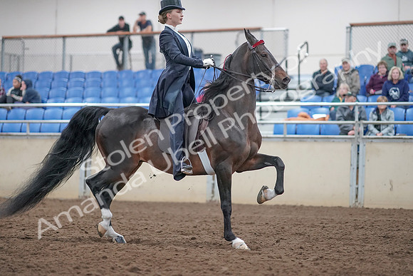 2019 Morgan Horse Show - Aug 31, 2019 - 20707