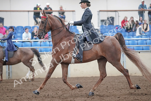 2019 Morgan Horse Show - Aug 31, 2019 - 20459