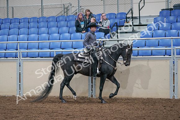 2020 - AB Morgan Horse - Fri, Sept 04 - 08474
