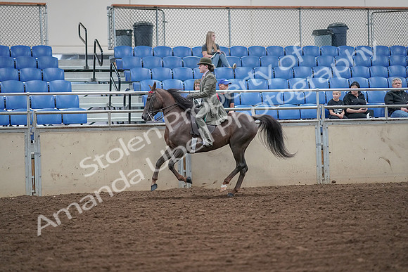 2019 Morgan Horse Show - Aug 30, 2019 - 15595