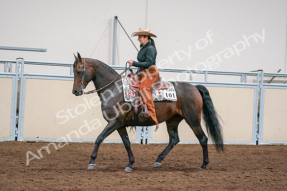 2020 - AB Morgan Horse - Sun, Sept 06 - 01559