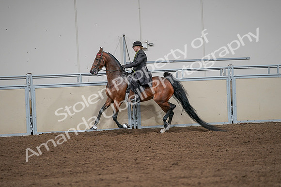 2020 - AB Morgan Horse - Fri, Sept 04 - 09653