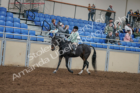 2020 - AB Morgan Horse - Sun, Sept 06 - 07798