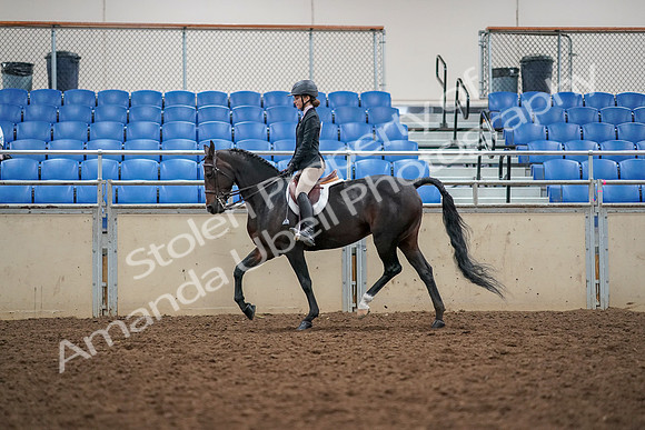 2019 Morgan Horse Show - Aug 30, 2019 - 23183