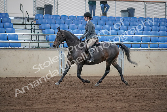 2019 Morgan Horse Show - Sept 01, 2019 - 10935_1