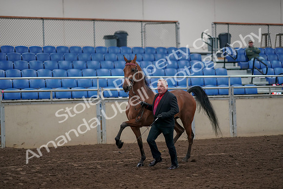 2019 Morgan Horse Show - Aug 31, 2019 - 00550