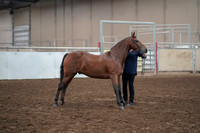 2019 Morgan Horse Show - Aug 31, 2019 - 01004