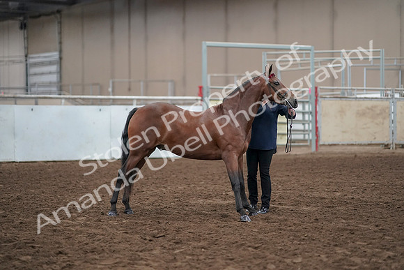 2019 Morgan Horse Show - Aug 31, 2019 - 01004
