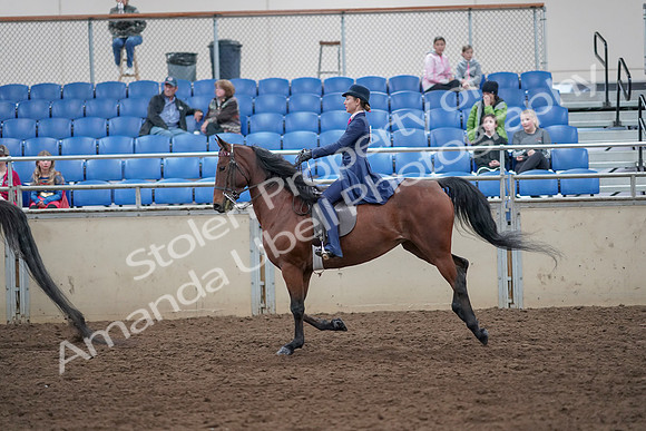 2019 Morgan Horse Show - Aug 31, 2019 - 09465