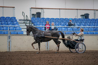 2019 Morgan Horse Show - Aug 31, 2019 - 10262