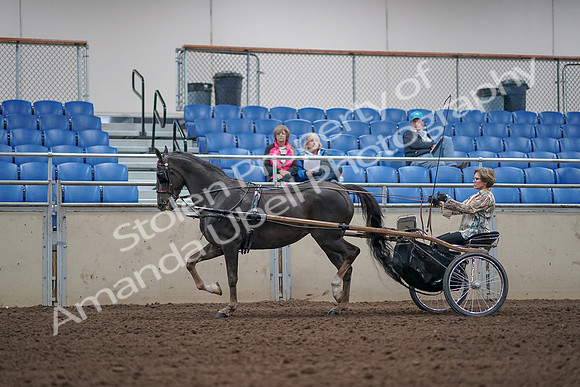 2019 Morgan Horse Show - Aug 31, 2019 - 10262