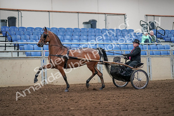 2019 Morgan Horse Show - Aug 30, 2019 - 13189