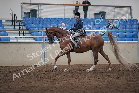 2019 Morgan Horse Show - Sept 01, 2019 - 08741