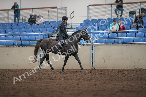 2019 Morgan Horse Show - Aug 31, 2019 - 07386