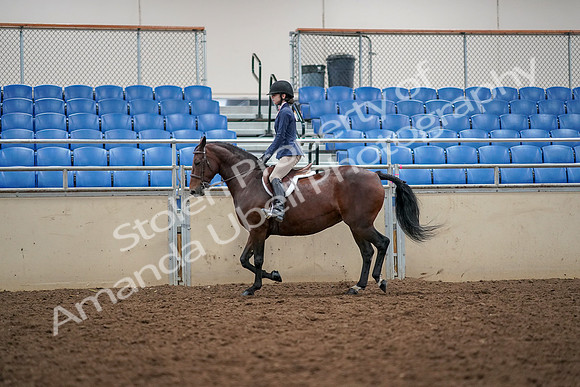 2019 Morgan Horse Show - Aug 30, 2019 - 23220