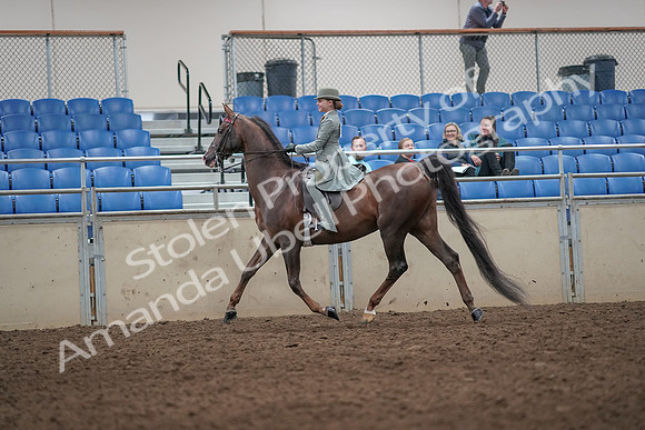 2019 Morgan Horse Show - Aug 31, 2019 - 07667