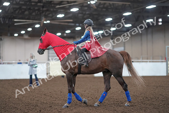 2019 Morgan Horse Show - Aug 31, 2019 - 10081
