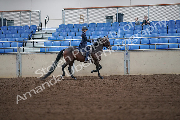 2019 Morgan Horse Show - Aug 30, 2019 - 18042