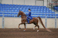 2020 - AB Morgan Horse - Sun, Sept 06 - 00004