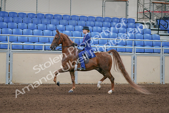 2020 - AB Morgan Horse - Sun, Sept 06 - 00004