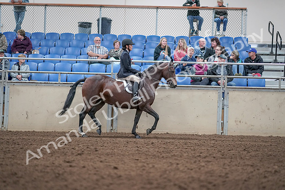 2019 Morgan Horse Show - Aug 31, 2019 - 19600