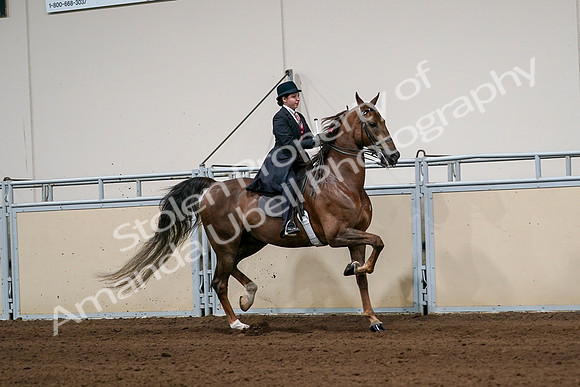 2020 - AB Morgan Horse - Sat, Sept 05 - 06369