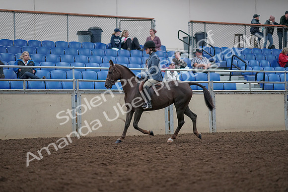 2019 Morgan Horse Show - Aug 31, 2019 - 16561