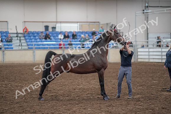 2019 Morgan Horse Show - Aug 31, 2019 - 01348