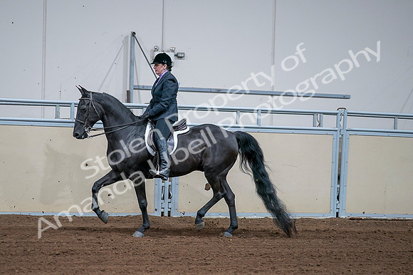2020 - AB Morgan Horse - Fri, Sept 04 - 01575