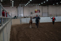 2019 Morgan Horse Show - Aug 31, 2019 - 00832