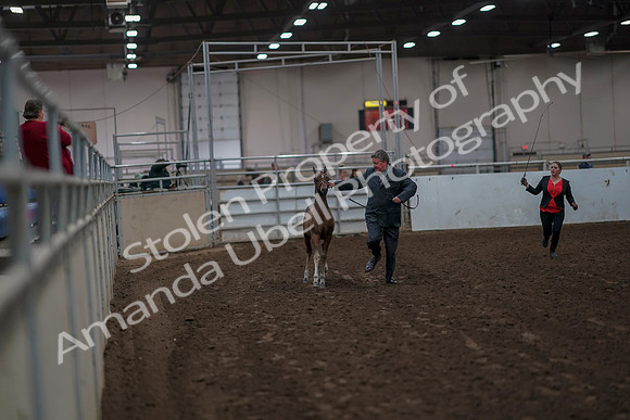 2019 Morgan Horse Show - Aug 31, 2019 - 00832