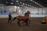 2019 Morgan Horse Show - Aug 31, 2019 - 00996