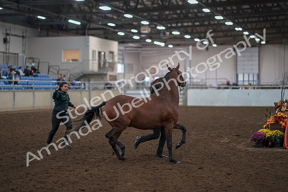 2019 Morgan Horse Show - Aug 31, 2019 - 00996