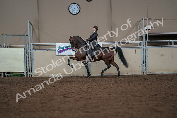 2019 Morgan Horse Show - Aug 30, 2019 - 27986