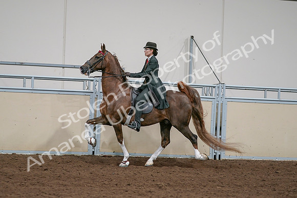 2020 - AB Morgan Horse - Sat, Sept 05 - 13052