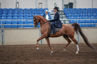 2019 Morgan Horse Show - Sept 01, 2019 - 11896