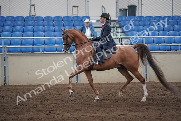 2019 Morgan Horse Show - Sept 01, 2019 - 11896